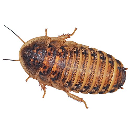Feeder Cockroaches (Large - Approx 10)