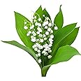 6 Lily of the Valley Pips