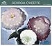Georgia O'Keeffe Wall Calendar (2017)