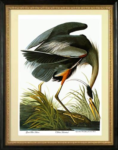Audubon"Great Blue Heron" HUGE Audubon Birds of North America Art Edition Print
