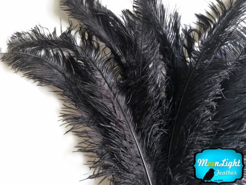 Ostrich Feathers 10 Black Ostrich Spads 20-28