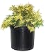 Chamaecyparis obt. ‘Crippsii’ (Hinoki Cypress) Evergreen, golden foliage, #2 – Size Containerthumb 3