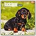 Dachshund Puppies 2016 Calendar