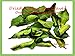 Natural Dried Organic Kaffir Lime Leaves (1 oz) from TastePadThai
