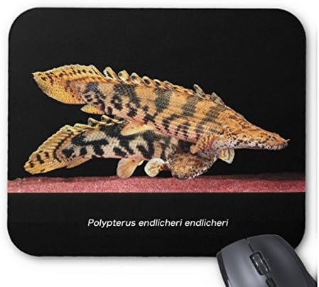 Amazon Co Jp ショートタイプのポリプテルス エンドリケリー エンドリケリーのマウスパッド フォトパッド 世界の熱帯魚シリーズ ホーム キッチン