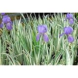 3 Iris Palida Variegata/Sweet Iris/Dalmation Iris inch