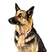 Country Brook Petz - Premium Pink Paisley Dog Collar - Paisley Collection with 6 Classy Designs (1 Inch, Large)