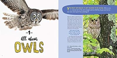 Owling Enter The World Of The Mysterious Birds Of The Night - 