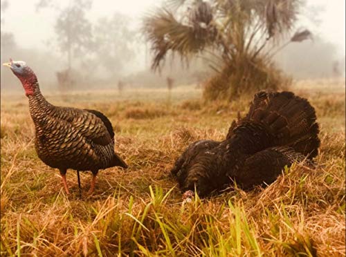 Avian-X HDR Jake Turkey Decoy - Image 5