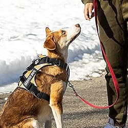 Demigreat Service Dog Harness, Reflective Dog Vest