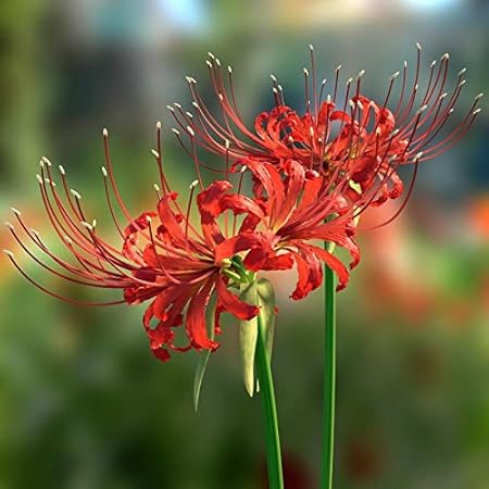 FernsFly IMP. Lycoris lily / Red spider lily / Red magic lily Attractive Flower Bulbs Home Outdoor Flowering Gardening Bulbs Blooming planting (Pack of 19 The Multi Mix )