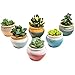 Sun-E Ceramic Succulent Plant Pot Flowing Glaze Black&White Base Serial Set Cactus Plant Pot Flower Pot Container Planter with Hole(6 in Set) 2.75 Inch
