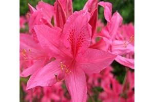 NEW LIFE NURSERY & GARDEN (1) - Rosy Lights Pink Deciduous Azalea - Starter Plants (7L) (1 Live Plant)