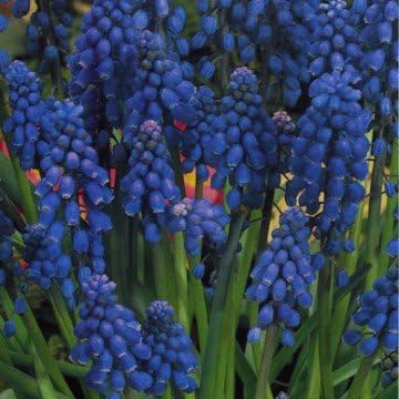 Muscari Armeniacum x 30 Bulbs
