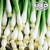 Evergreen Bunching Onion Seeds - 300 Seeds NON-GMO
