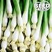 Evergreen Bunching Onion Seeds - 300 Seeds NON-GMO primary