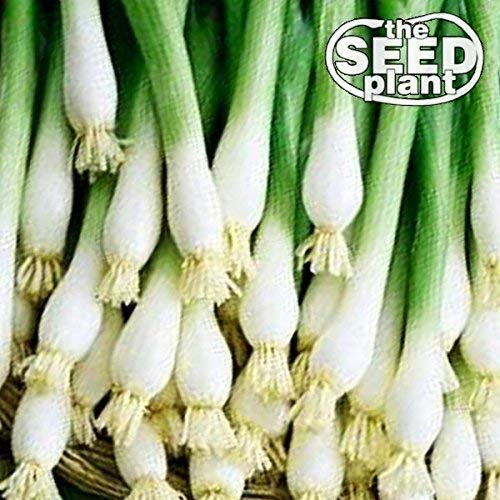 Evergreen Bunching Onion Seeds - 300 Seeds NON-GMO