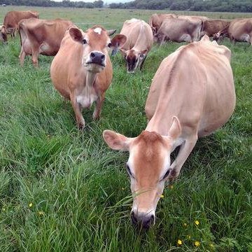 Raw Organic Whey - USDA Certified Organic Whey Protein,12 Ounce