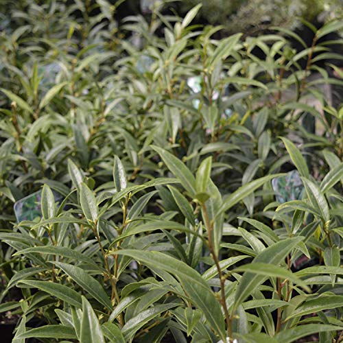 Sarcococca hookeriana 'Purple Stem' 15cm Pot Size