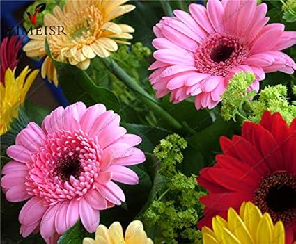 ANTIER GERBERA MIXED FLOWER SEEDS (AVG 30-50) SEEDS X 1 PACKET