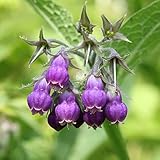 Outsidepride Symphytum Officinale Comfrey Seeds - 100 Seeds