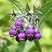 Outsidepride Symphytum Officinale Comfrey Seeds - 100 Seeds primary