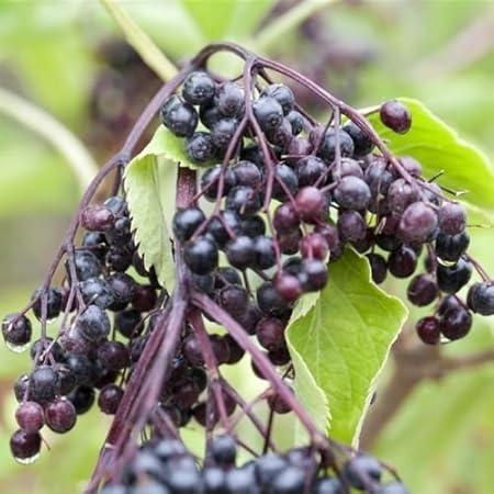 Schwarzer Holunder Sambucus Nigra Haschberg 100cm Im Topf Gewachsen Amazon De Garten