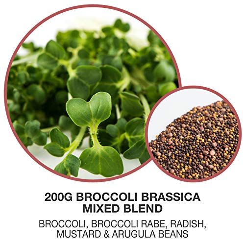Mumm's Sprouting Seeds - Broccoli Brassica Mixed Blend - 200 GR - Sprout Your Own Organic Microgreen - Easy Sprouter Kit