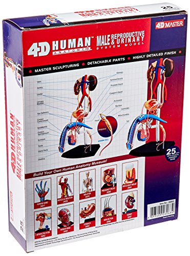 Famemaster 4D-Vision Human Male Reproductive Anatomy Model
