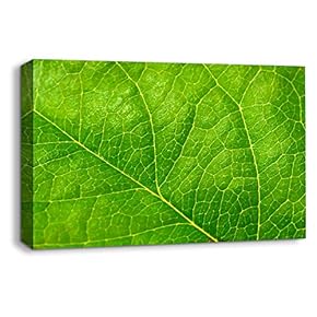 Canvas Wall Art Leaf Veins Pictures Home Wall Decorations for Bedroom Living Room Paintings Canvas Prints Framed - 12x18 inches