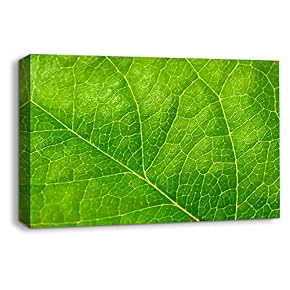 wall26 Canvas Wall Art Leaf Veins Pictures Home...