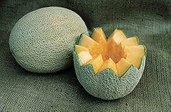 Burpee Hale's Best Jumbo Cantaloupe Melon Seeds 200