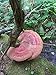 Wild Reishi Tea Ganoderma Tsugae lucidium Mushroom Slice Raw Vegan Organic Hand Harvested Hemlock Immunity Boost Stress Release Limited Time Offer