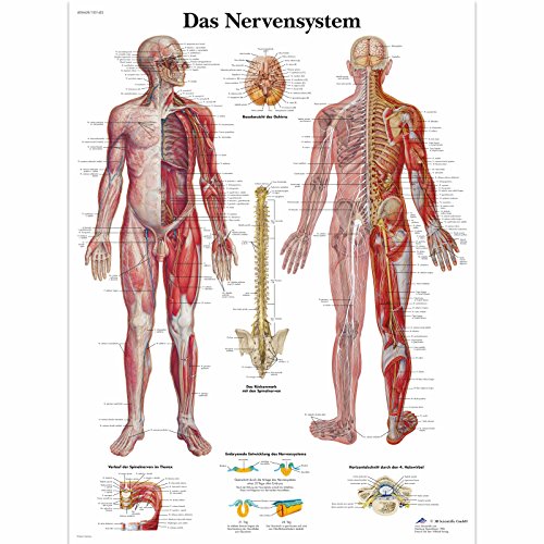 3B Scientific Laminated Educational Board - The Nervous System