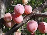 Native American Plum Tree - Edible Fruit - Established 1 Gallon Pot - 1 Plant by Growers Solution