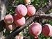 Native American Plum Tree - Edible Fruit - Established 1 Gallon Pot - 1 Plant by Growers Solution