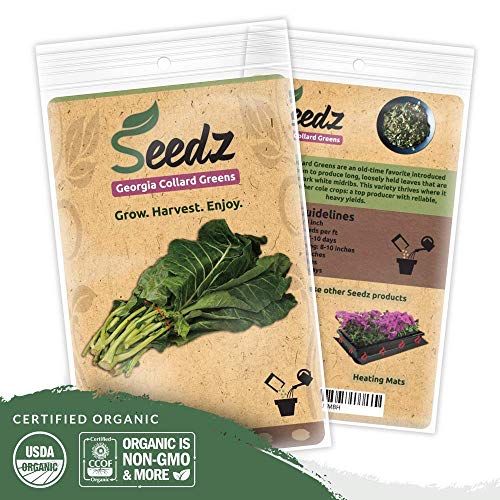 Organic Collard Greens Seeds, APPR. 125, Georgia Collard Greens, Heirloom Vegetable Seeds, Certified Organic, Non GMO, Non Hybrid, USA