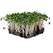 Waltham 29 Broccoli Seeds | Non-GMO Bulk Heirloom Broccoli Seeds for Sprouting, Microgreens, Vegetable Gardening, Garden Salad Garnishes, More (1 Lb) primary