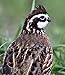 Thomas Game Calls #150 Bobwhite Quail Call - Turning Heads Since 1947