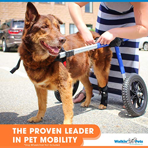 Walkin' Rear NoKnuckling Training Sock Helps Dogs Pick up Their Feet