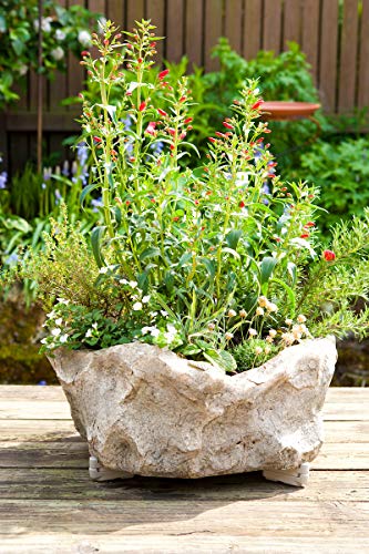 Bosmere Pot Toes Terra-cotta - Image 4