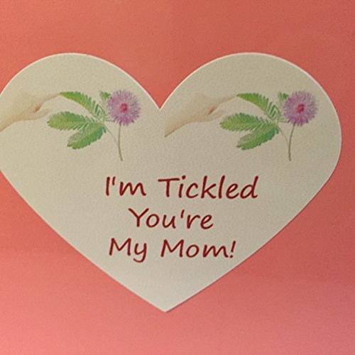 TickleMe Plant Mother's Day/Birthday Box Set - to Grow The Plant That Closes Its Leaves When You Tic - //coolthings.us