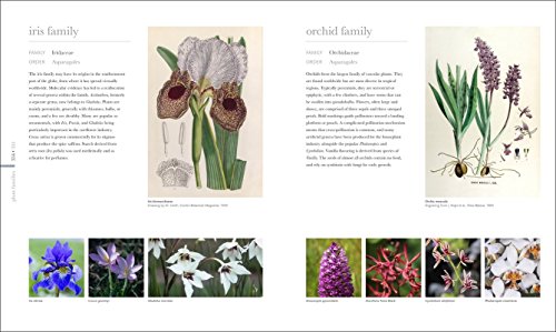 Flora: Inside the Secret World of Plants - Thumbnail 3