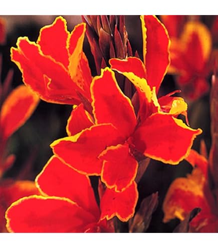 Amazon.com : (5) Wyoming Canna Lily Roots, Beautiful Orange