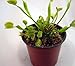 Venus Fly Trap Plant - Carnivorous - 3