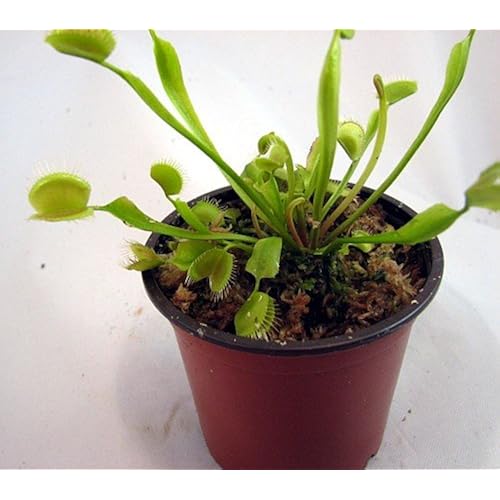Venus Flytrap Plant - CARNIVOROUS - Dionaea - 3 collection of cool unique weird amazon gift items