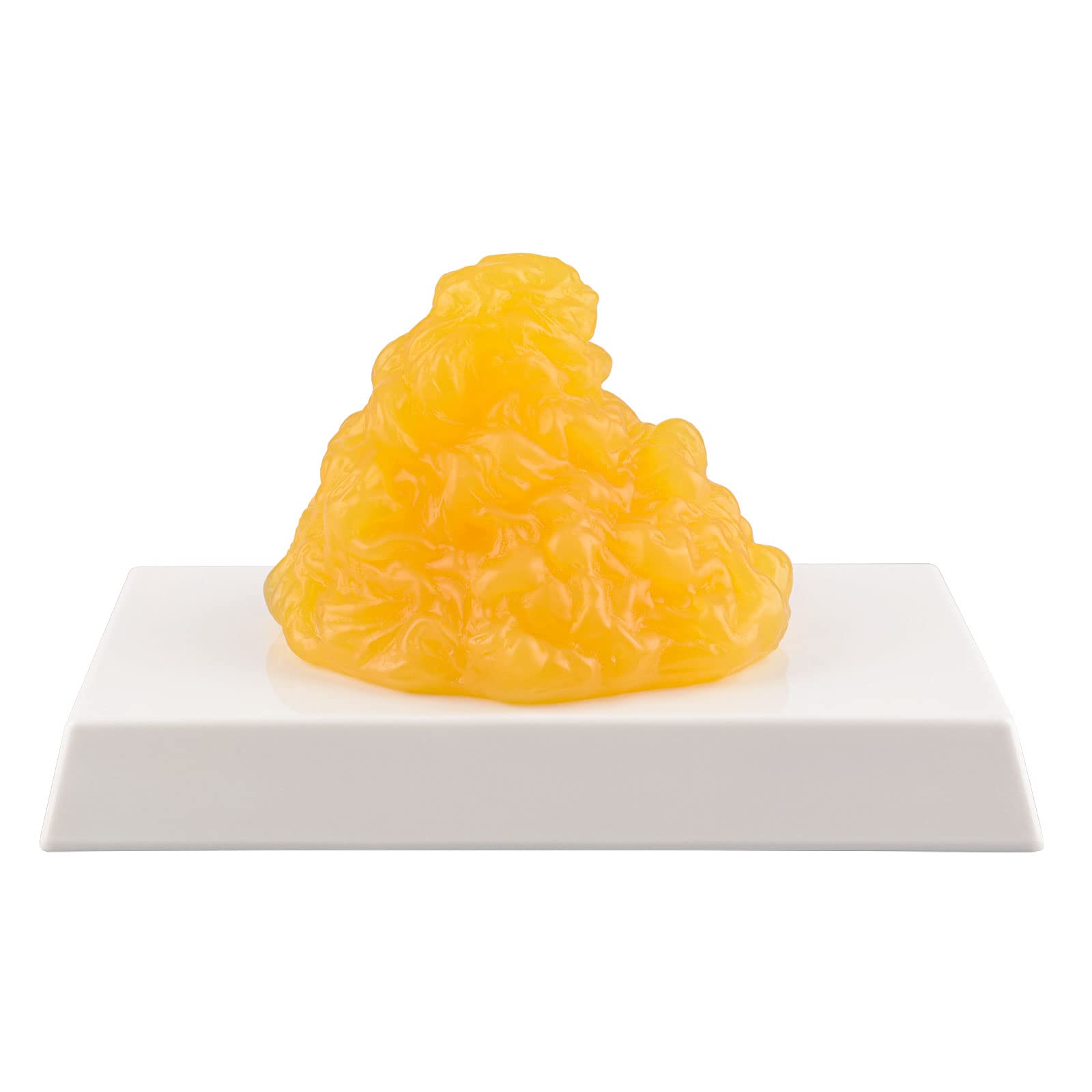 Human Body Fat Replica 1 Lb With Display Base, Keep Fit & Weight Loss ...