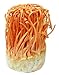 Cordyceps - Dried Cultivated Cordyceps By Nature Tea (04 oz)