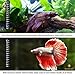 MARIMO PET STORE SunGrow Betta Sticker Thermometer, Ensure Optimum Comfort Around 78 Degrees, Accurately Measures Temperature, Large Fonts for Quick Reading, 1-Minute to Set-up