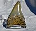 REAL Large Megalodon Shark Teeth from North Carolina 3.6
